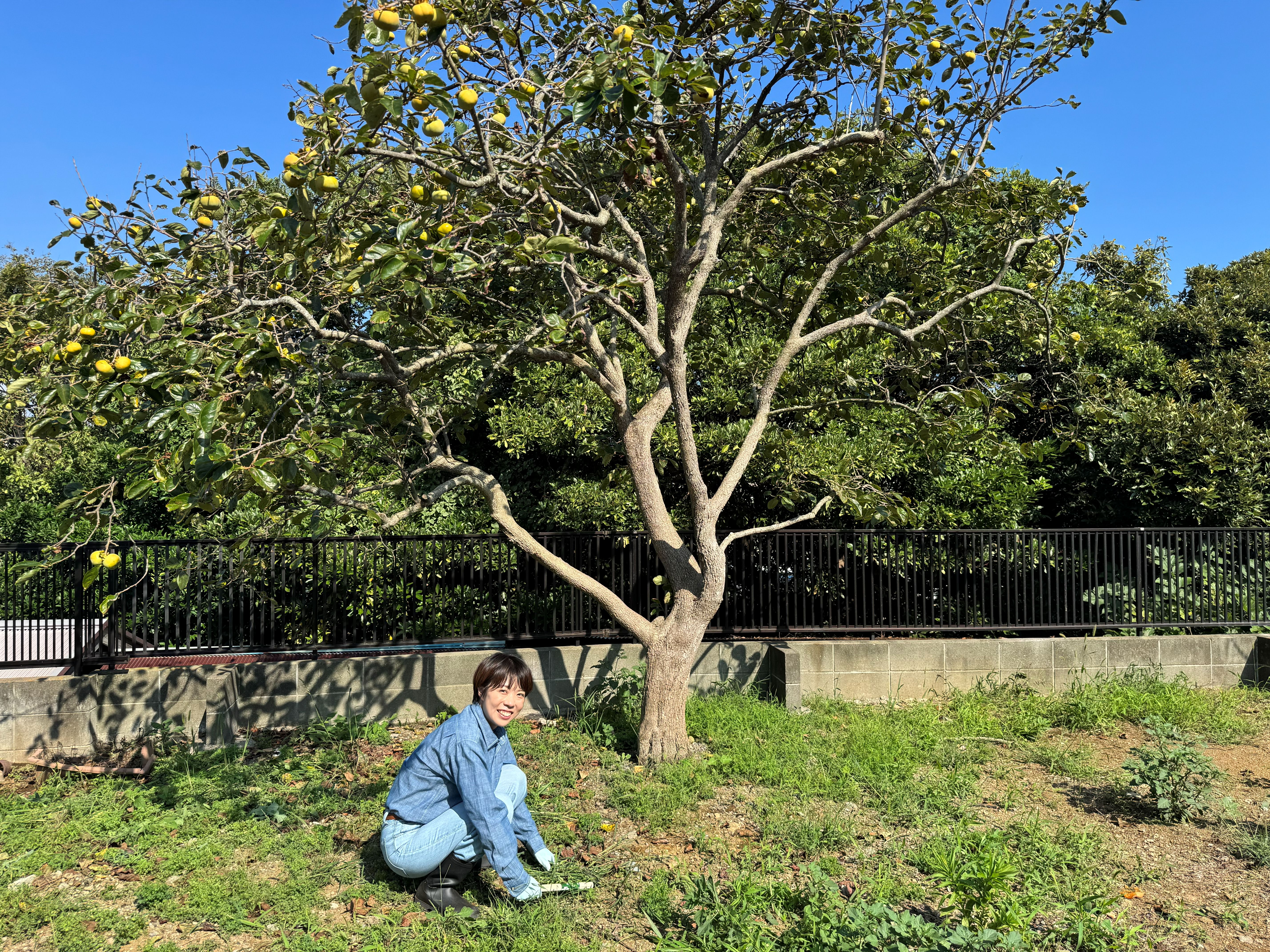 庭の草刈り・庭木整理の様子